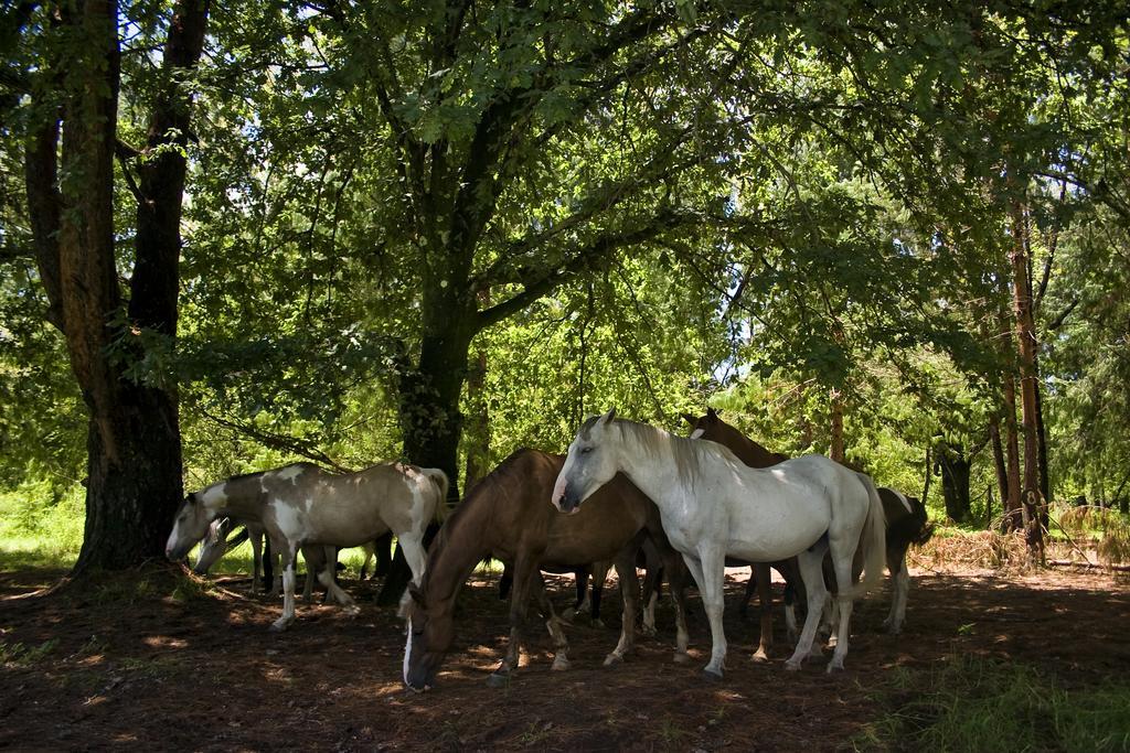 20 Mount Champagne Βίλα Champagne Valley Εξωτερικό φωτογραφία